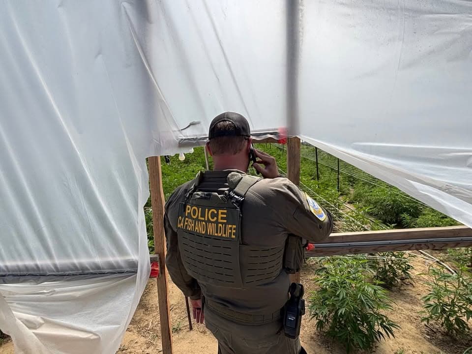 California’s Unified Cannabis Enforcement Task Force, established by Governor Newsom in 2022...