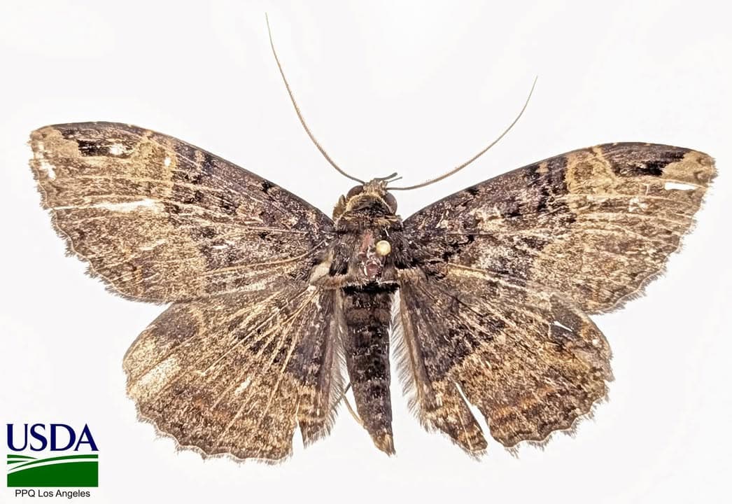 FIRST IN NATION PEST INTERCEPTED US Customs and Border Protection agriculture specialists...