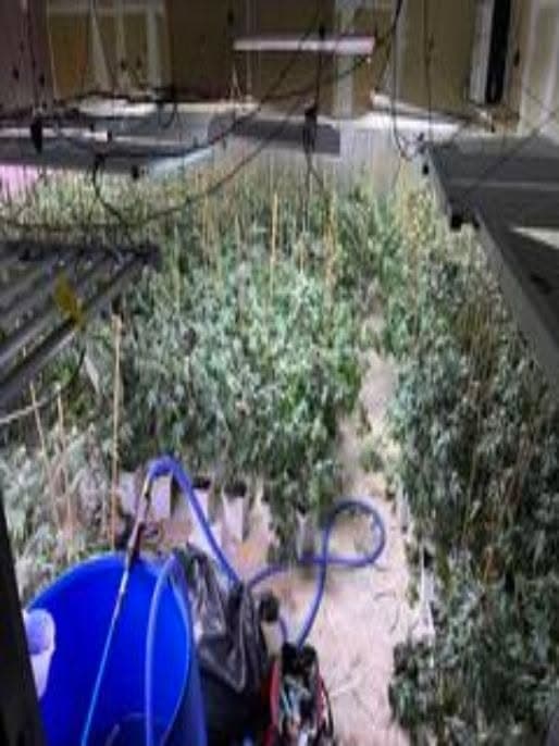 Investigation in Barstow Leads to Arrest for Marijuana Cultivation and Utility Theft
